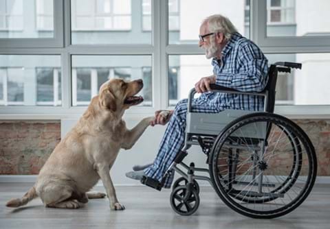Patient in wheelchair greeting dog